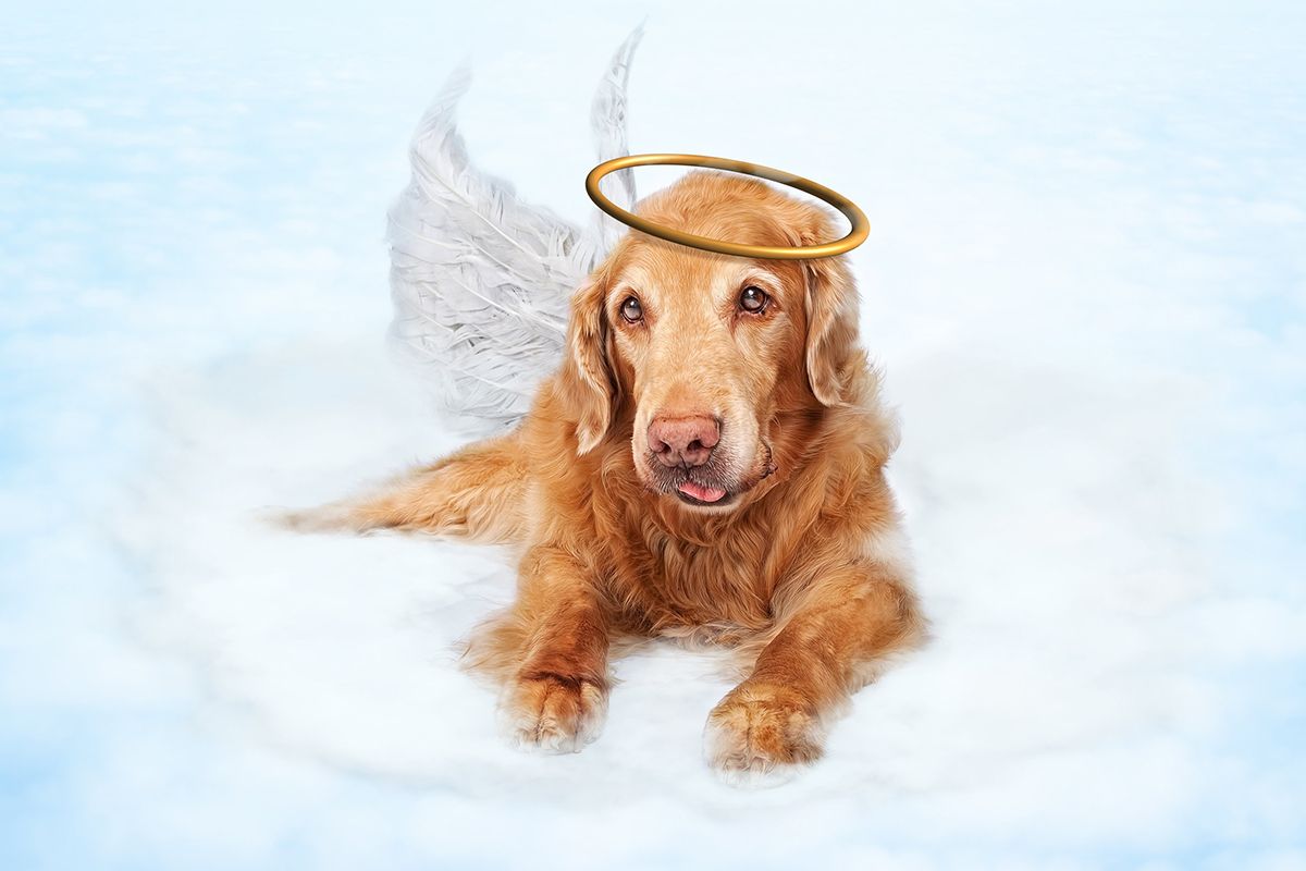 Un chien mort représenté sur un nuage avec une auréole dorée
